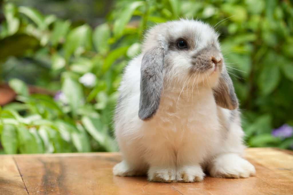 Which Rabbit Breeds Are The Quietest?