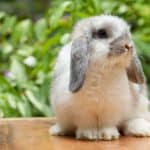 5 Things You Need To Know About Holland Lop Rabbits