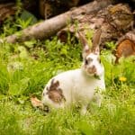 5 Things You Need To Know About Mini Rex Rabbits