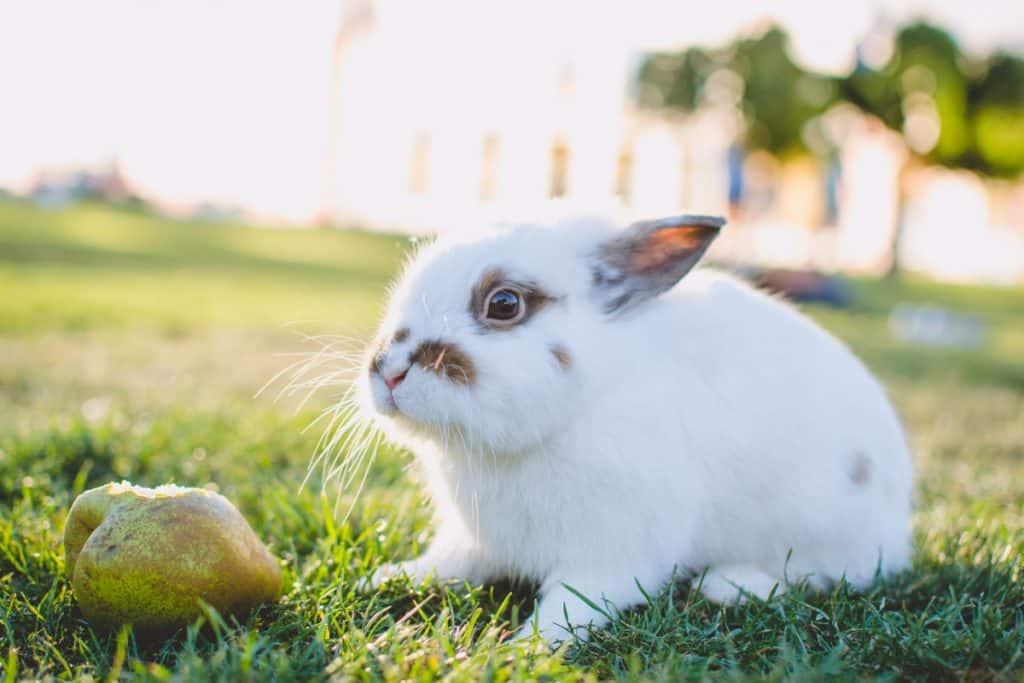 5 Things You Need To Know About Mini Rex Rabbits