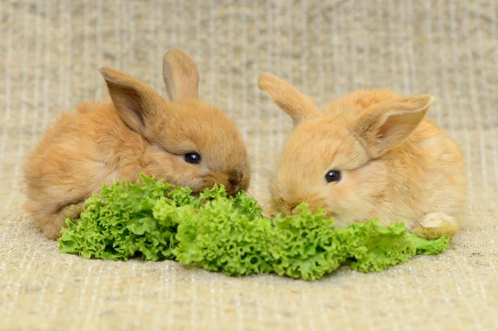 7 Best Vegetables for Your Pet Rabbit