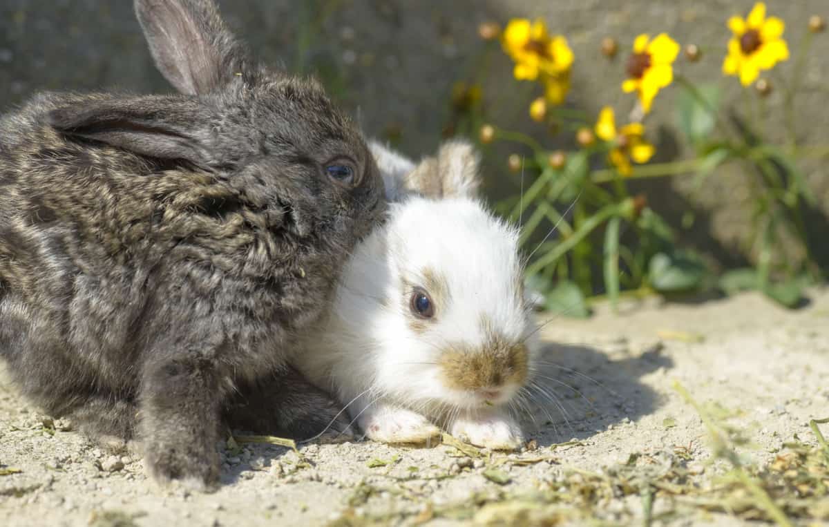 Do Rabbits Have Good Eyesight, Or Do They Have a Blind Spot?
