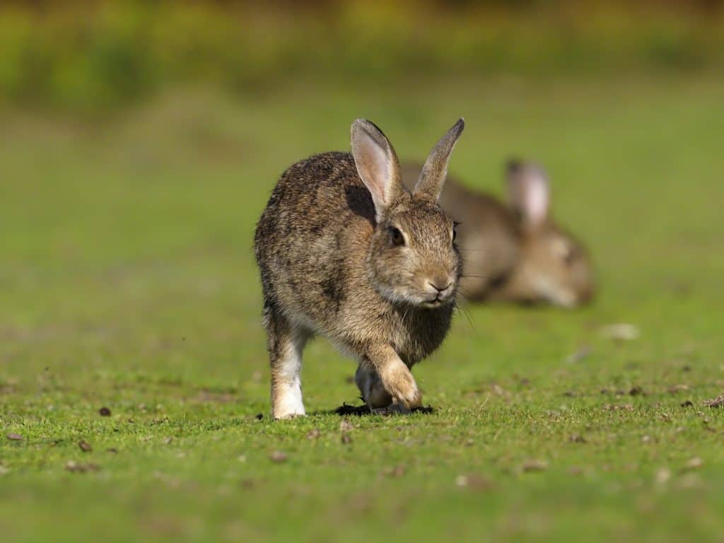tips to help you care for an injured wild bunny