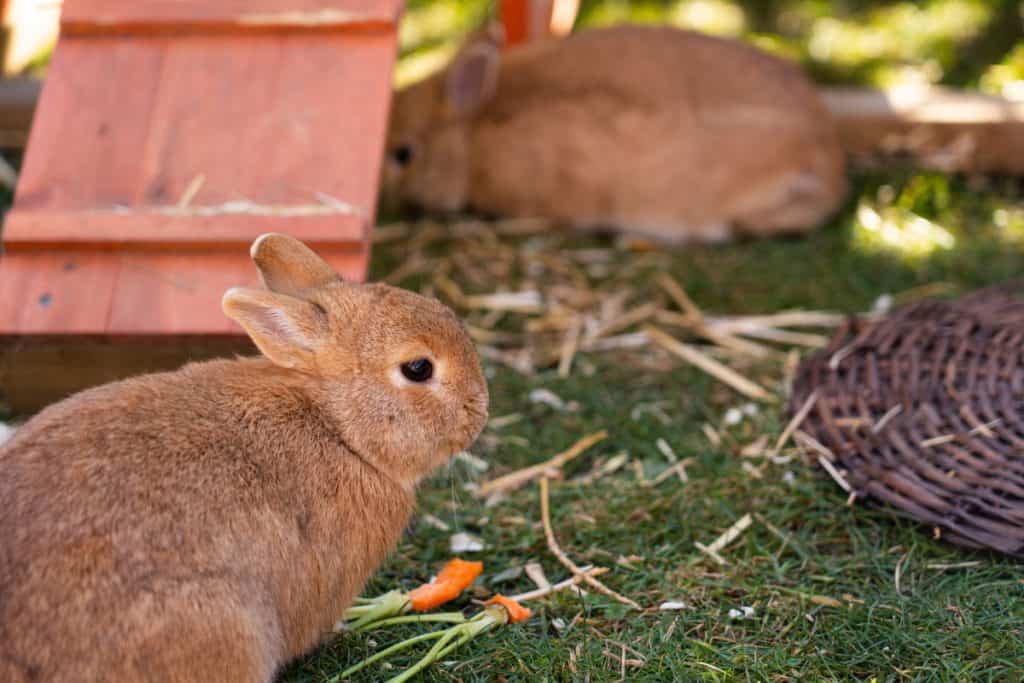 How to Tell if Your Rabbit is Hungry