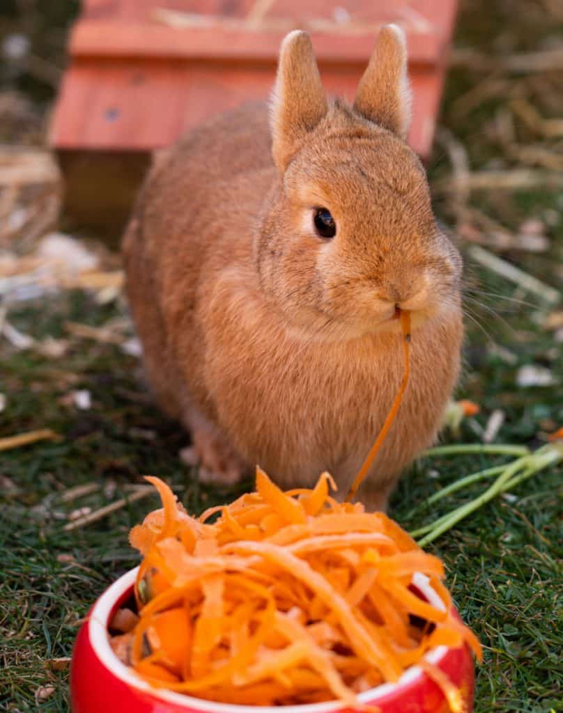 How to Tell if Your Rabbit is Hungry
