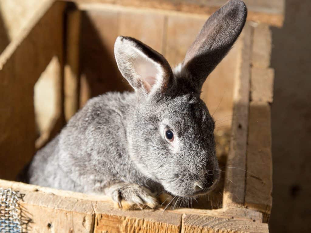 The Ultimate Pet Rabbit Breed Mega Guide