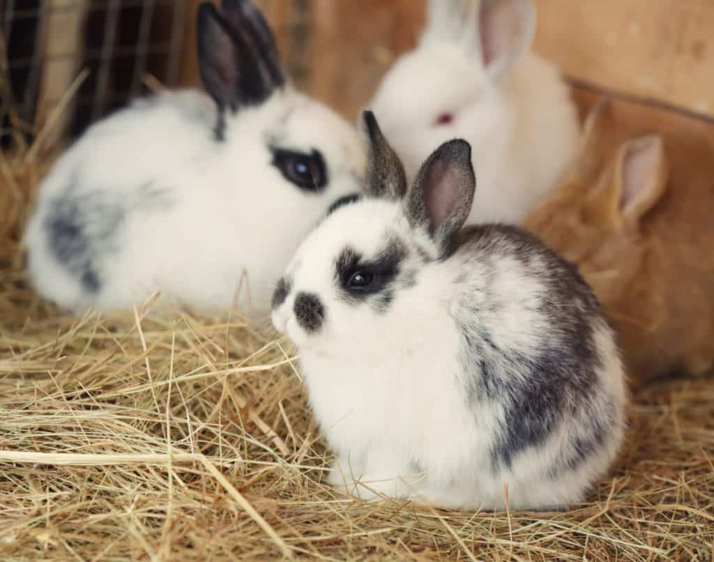 The Ultimate Pet Rabbit Breed Mega Guide