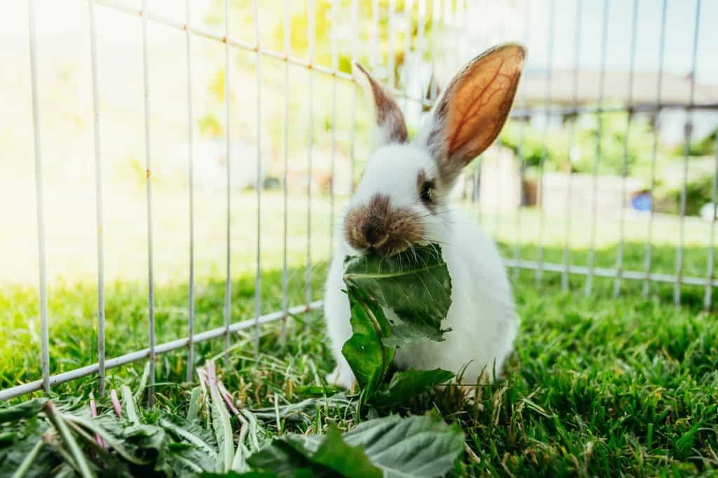 Which foods are unsafe for your pet rabbit?