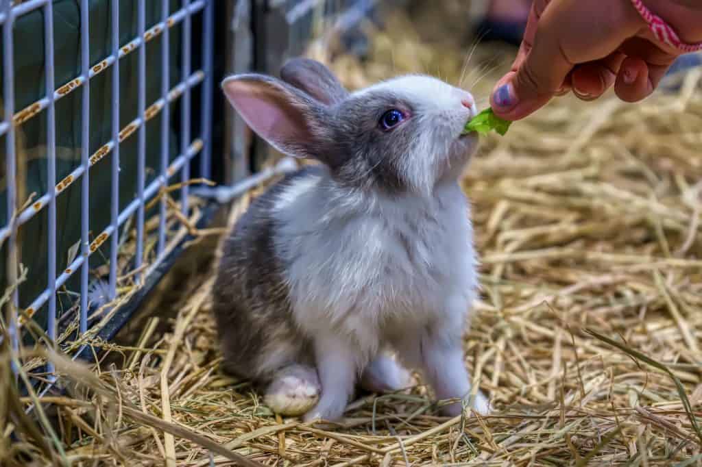 The Ultimate Rabbit Nutrition Guide