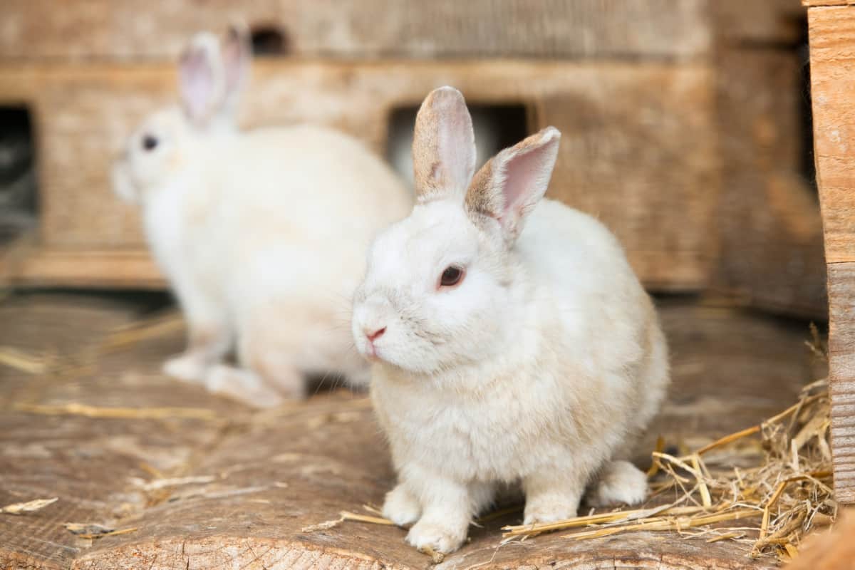 Can Brother And Sister Rabbits Live Together?