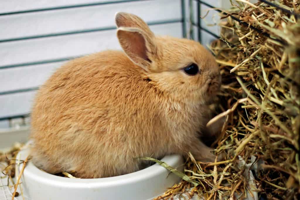 What Happens When A Rabbit Eats Cat Food