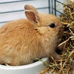 What Happens When A Rabbit Eats Cat Food