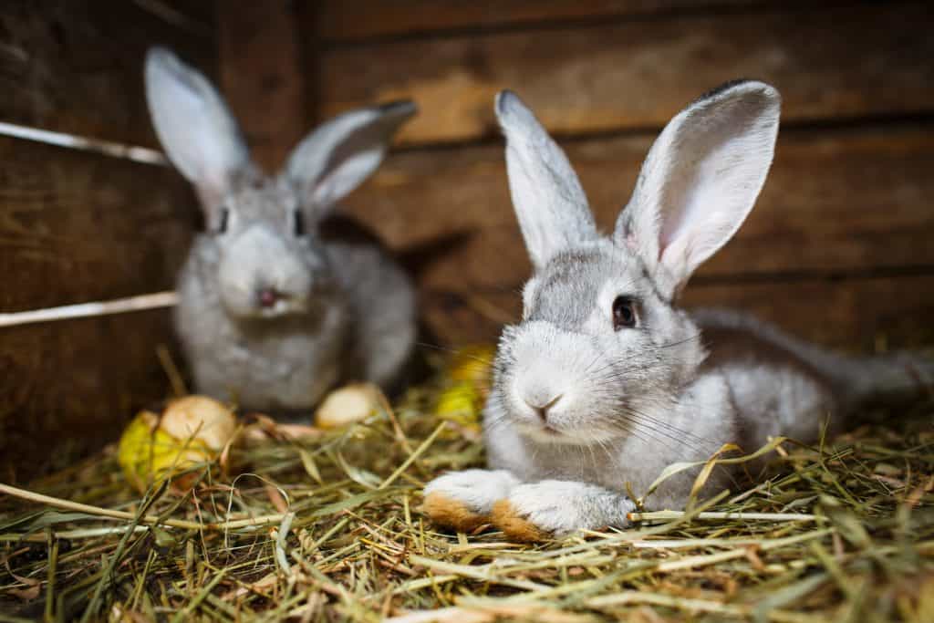 What Happens When A Rabbit Eats Dog Food