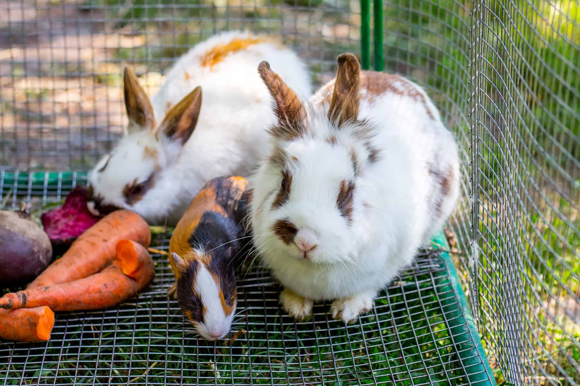 How to Find Out Your Rabbit's Breed: Breed Identification Tips