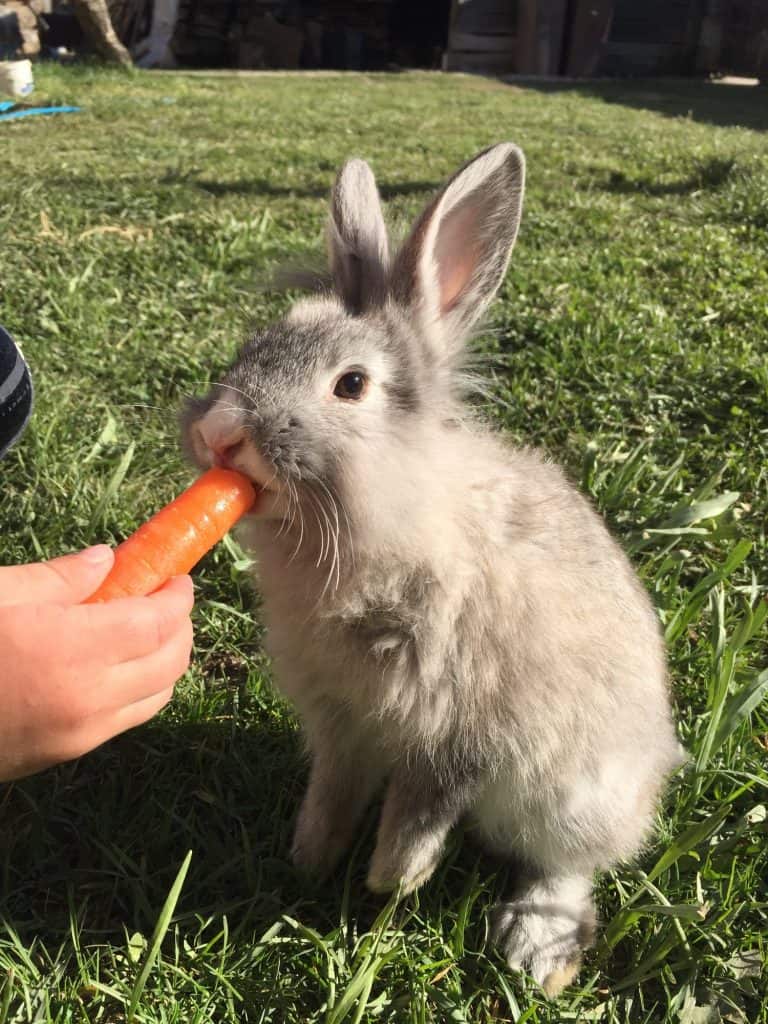The Ultimate Rabbit Nutrition Guide