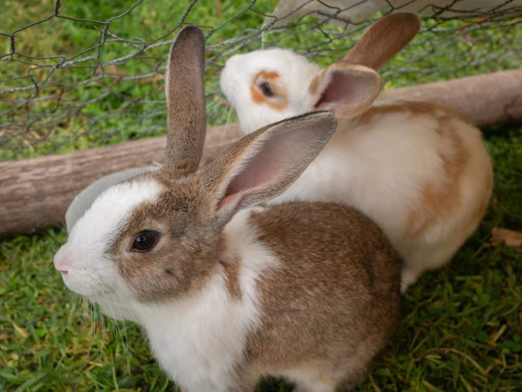 every breed of rabbit you could ask for!