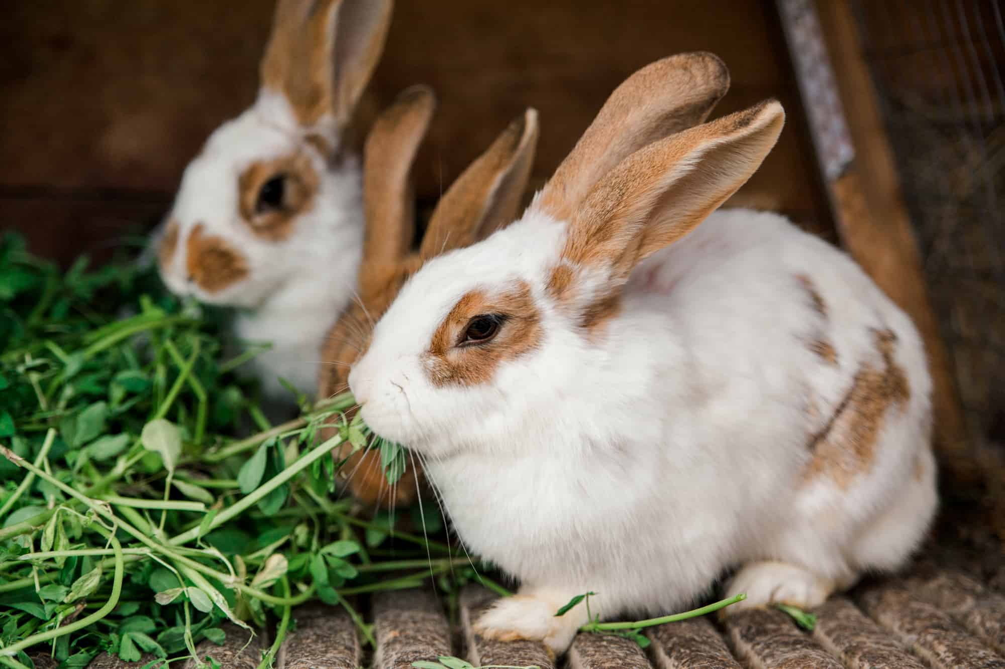 What Is The Best Way To Store Your Rabbit's Food