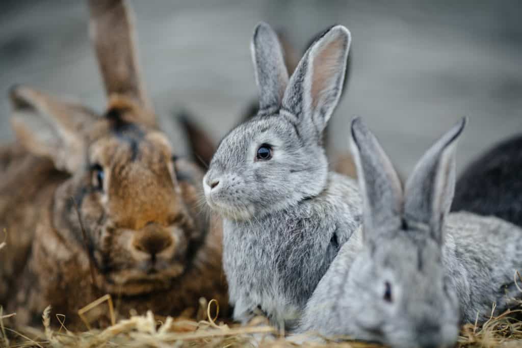 Which Breeds Of Rabbit Shed The Least