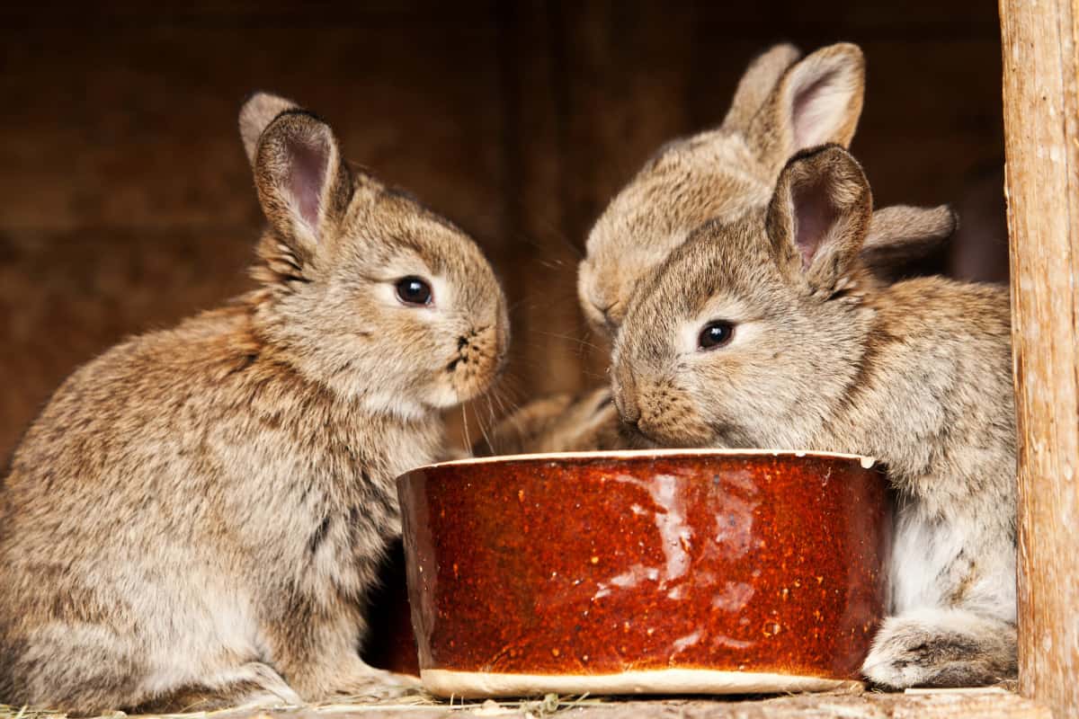 Can Rabbits Drink Milk? [Surprising Answer]