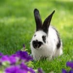 How To Make My Rabbit Live A Long Happy Life