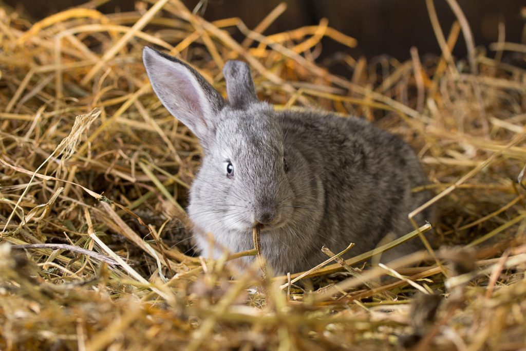 Mental Health Benefits Of Owning A Rabbit