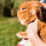 How Long Does GI Stasis Last In Rabbits?