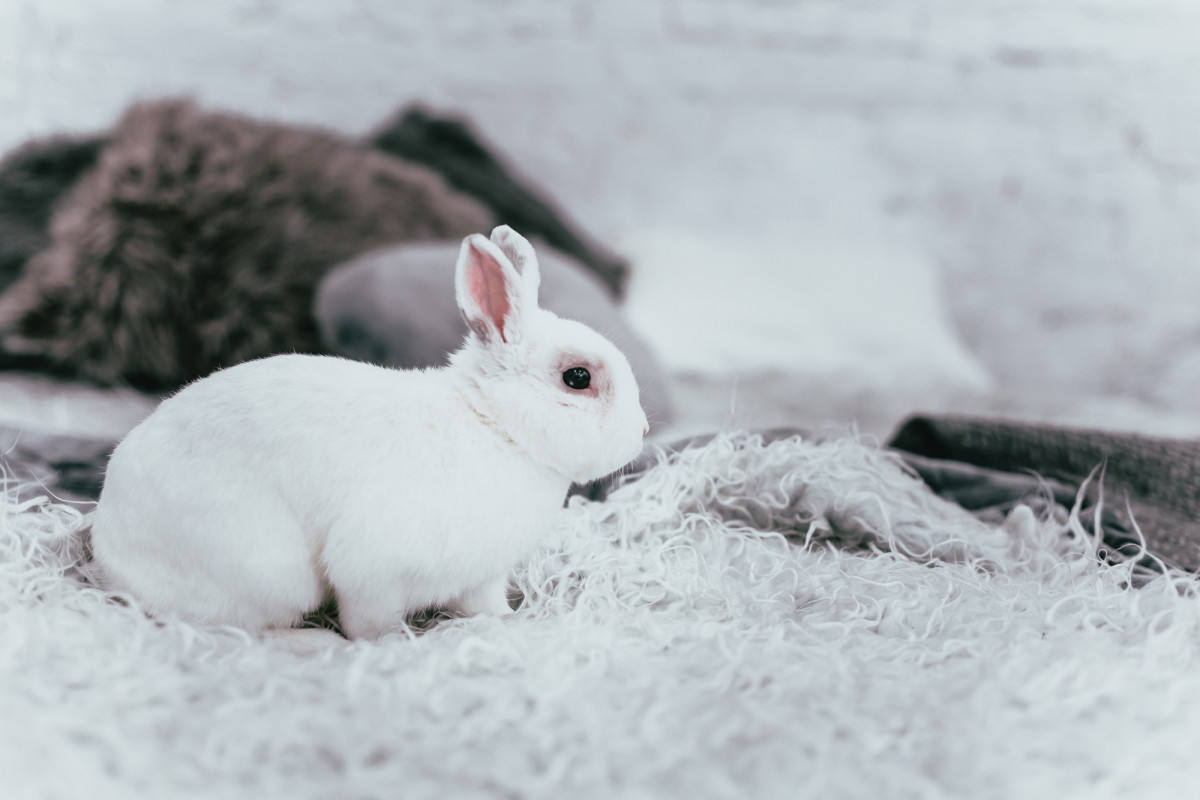 Are Rabbits Color Blind?