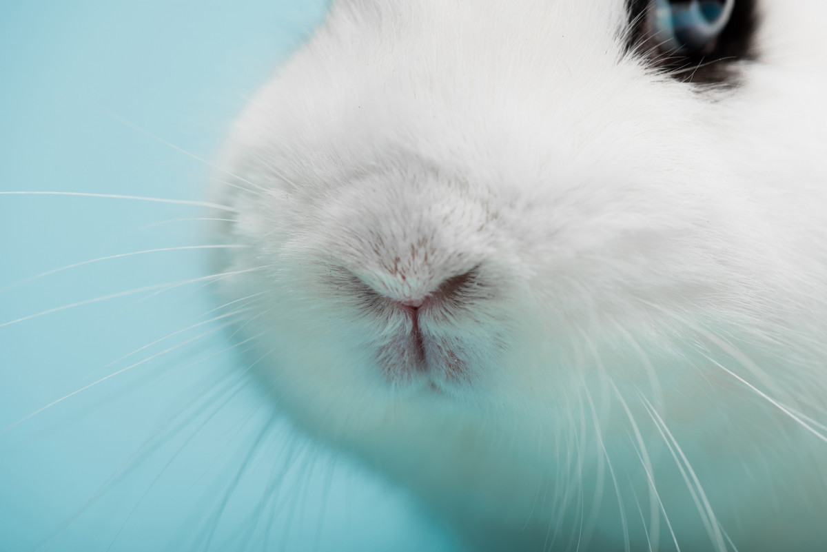 How Often Should You Feed Rabbits?