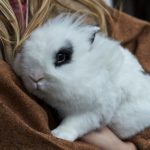 Is Romaine Lettuce Good For Rabbits?