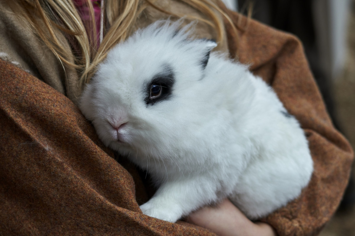 Is Romaine Lettuce Good For Rabbits?