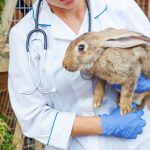 Rabbits In Distress - Signs To Look Out For