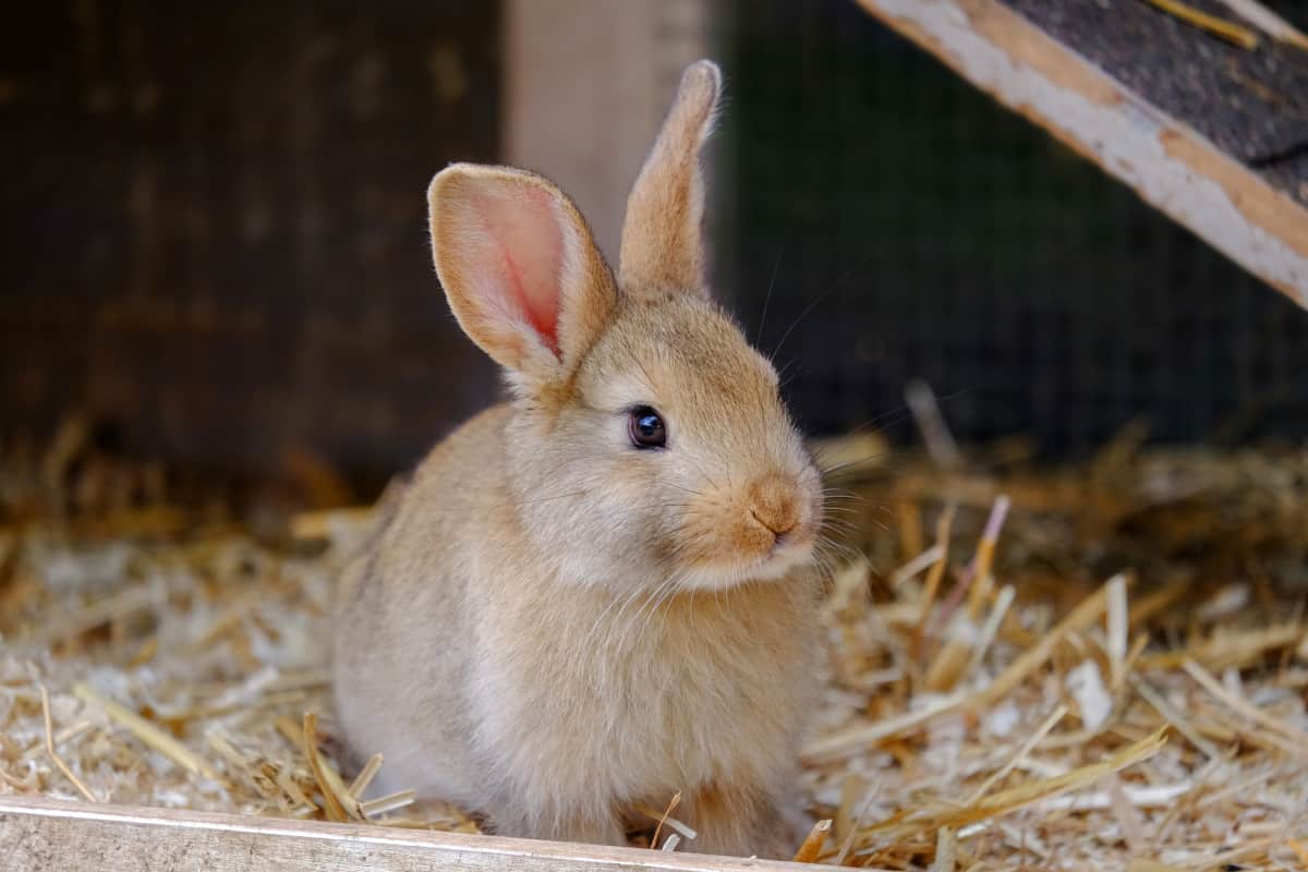 can you breed rabbit cousins?