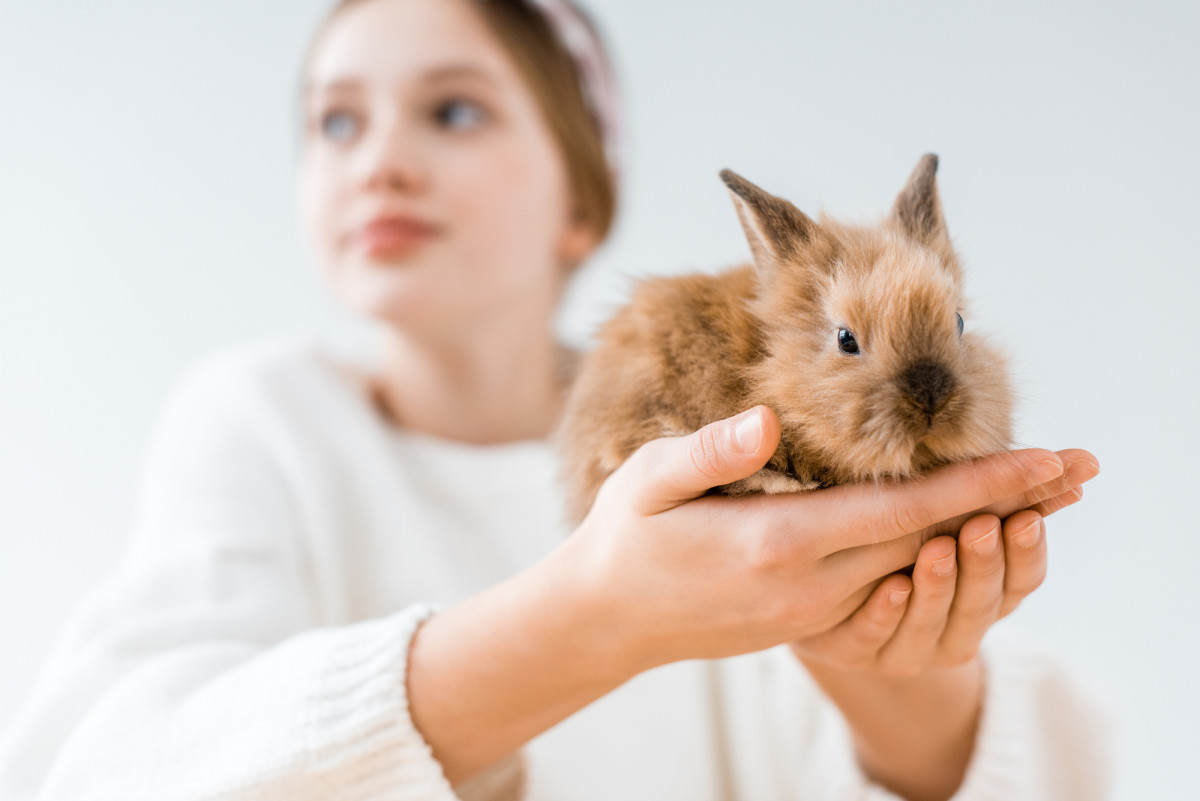 Which Breed Of Rabbit Is The Most Cuddly?