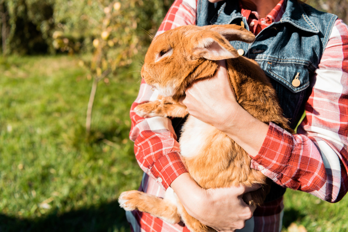 Which Breed Of Rabbit Is The Most Cuddly?