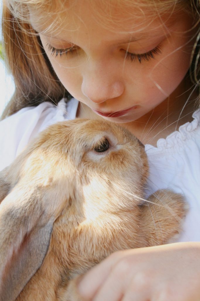 Can you train a rabbit to be cuddly?