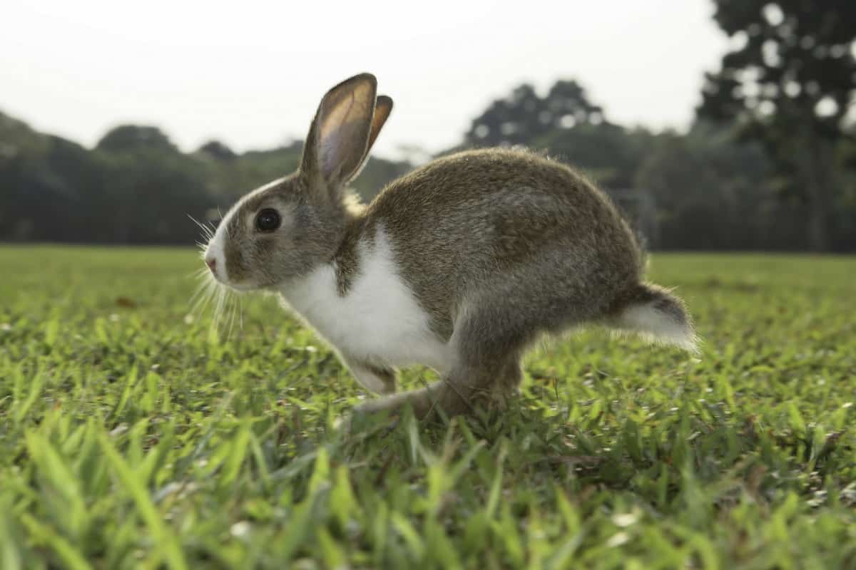Which Rabbit Breeds Live The Longest? [6 Longest Living Breeds]
