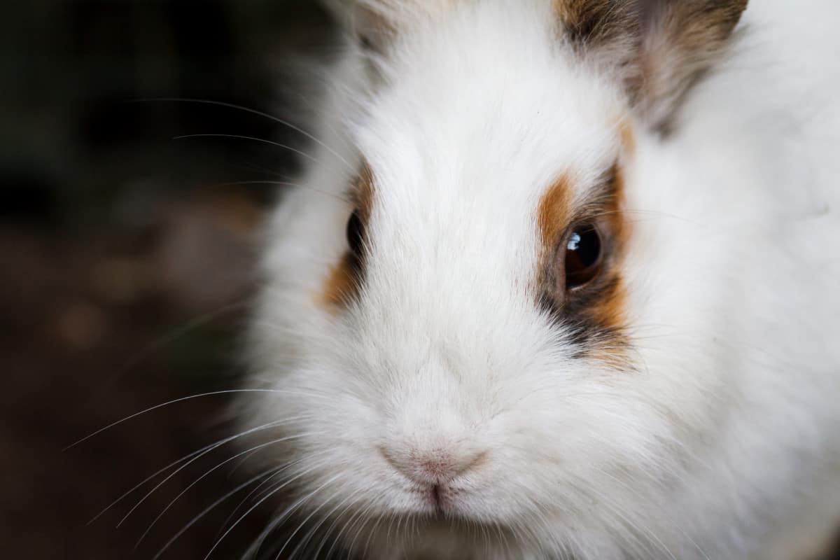 Can A Rabbit Die Of A Broken Heart? [Sad Answer Revealed]