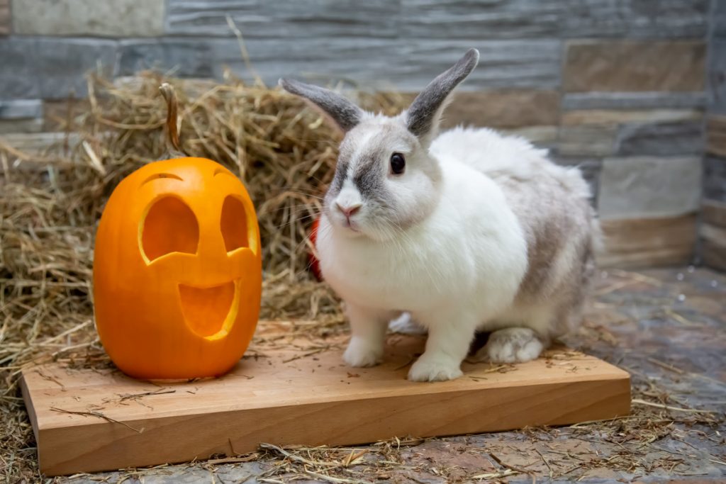Can Rabbits Have Pumpkin