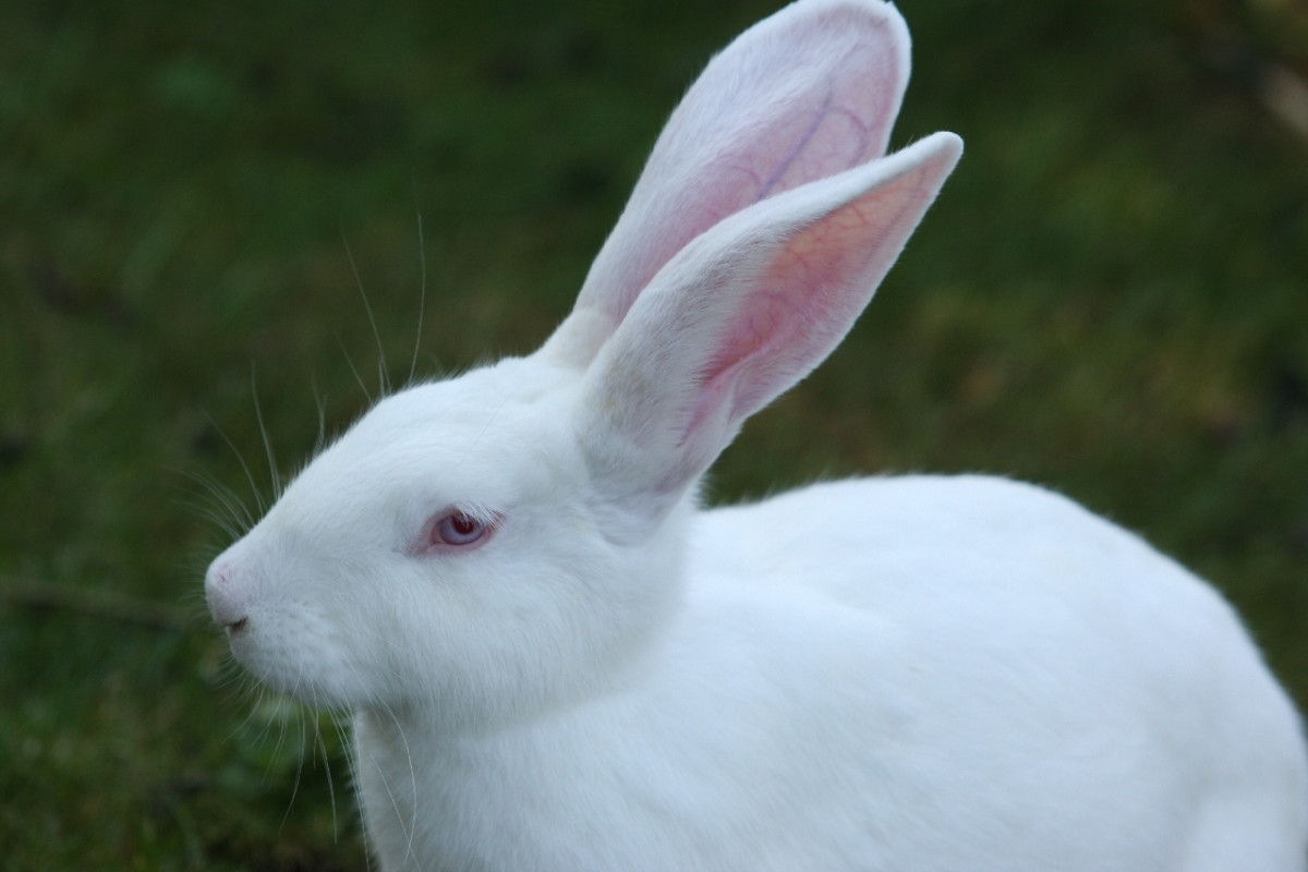 How Long Do Californian Rabbits Live?