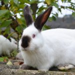 How Long Do Californian Rabbits Live?