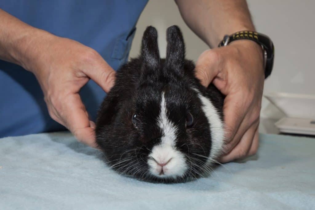 Should your rabbit wear a cone after surgery?